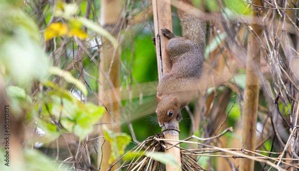 Obraz Squirrel on a leaf in the rainforest 