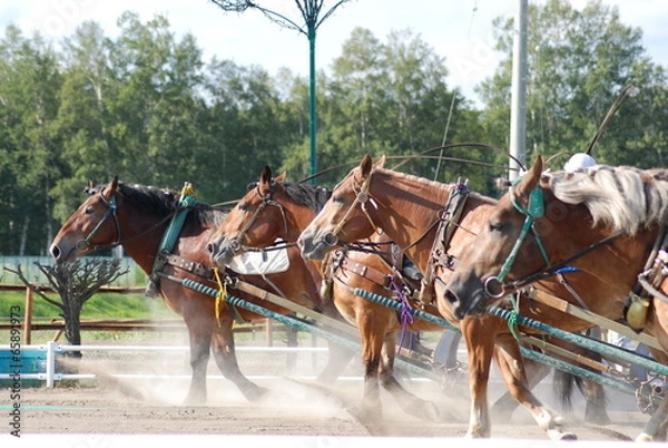 Obraz ばんえい競馬