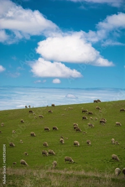 Obraz landscape with cows and clouds