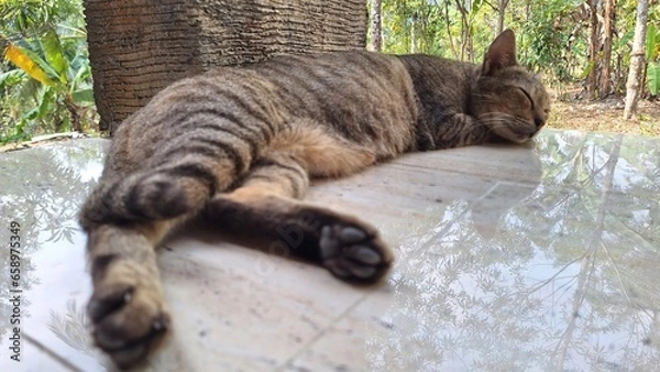 Fototapeta cat sleeping on the tile floor, in the photo from its feet