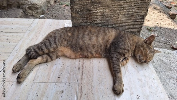 Fototapeta a black striped cat sleeps on the tiled floor and next to it is a house pole