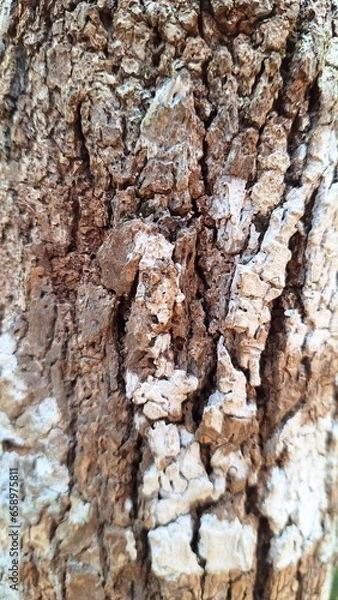 Fototapeta Photo of Rough Bark Texture Background
