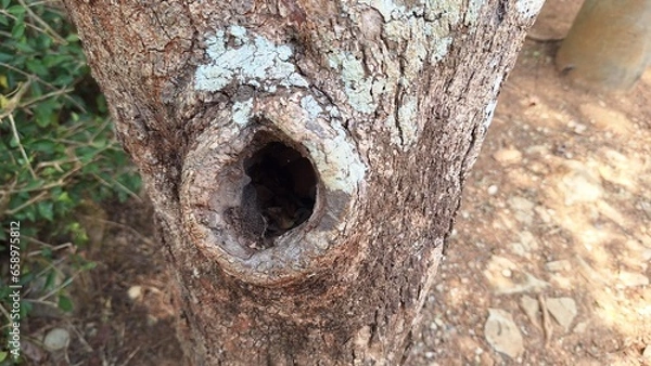 Fototapeta photo of hole in tree trunk