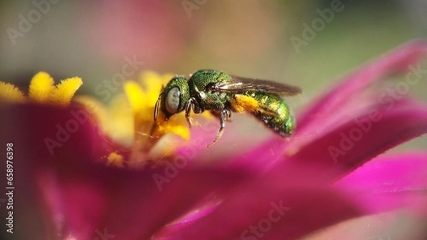 Obraz GREEN ORCHID BEE / EUGLOSSA DILEMMA TAKE A POLLEN IN NATURE