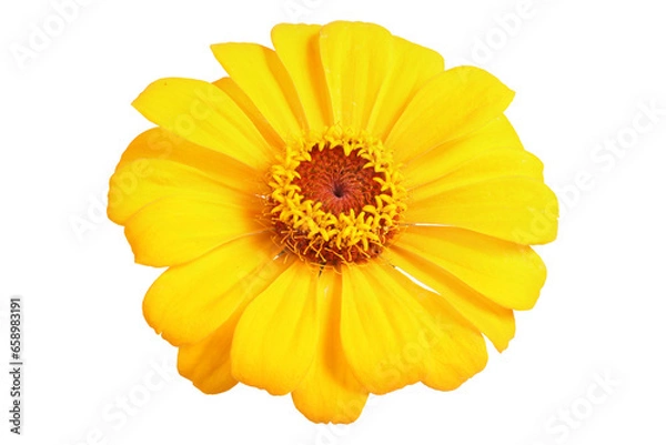 Obraz Yellow zinnia