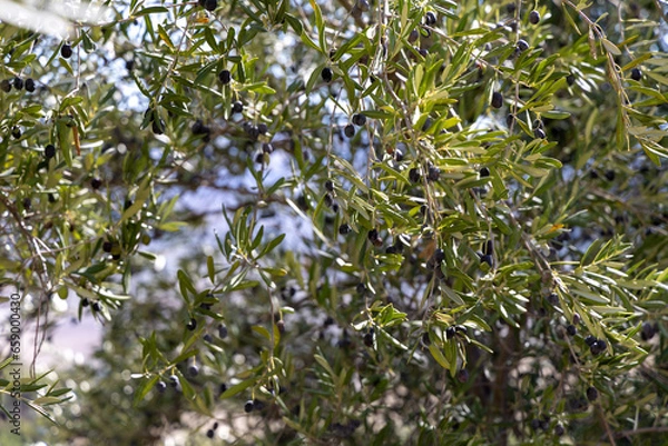 Obraz olive tree in Spain