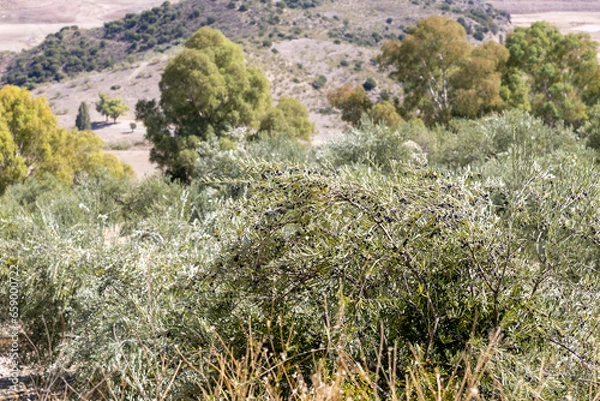 Obraz olive tree in Spain