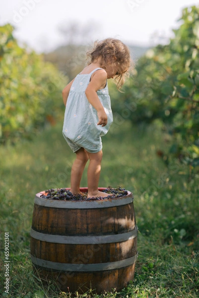 Obraz Young kid trampling or stomping grapes in vineyard. Traditional producing wine concept