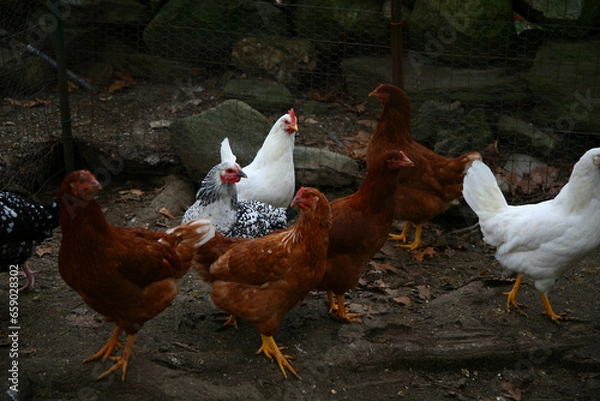 Fototapeta Chicken Yard