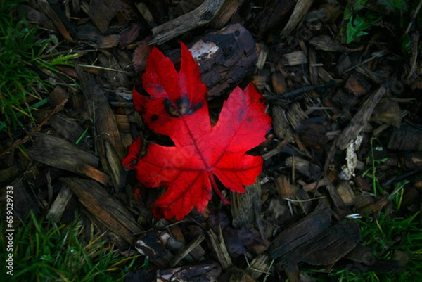 Fototapeta Red Leaf on Mulch