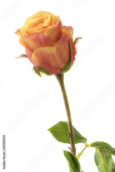 Fototapeta Artificial flowers