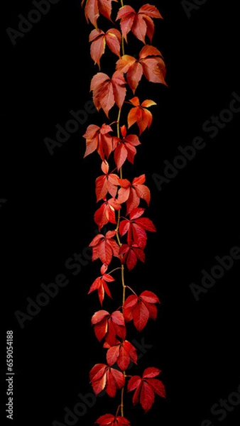 Obraz Colorful autumn creepers spreading over a black background