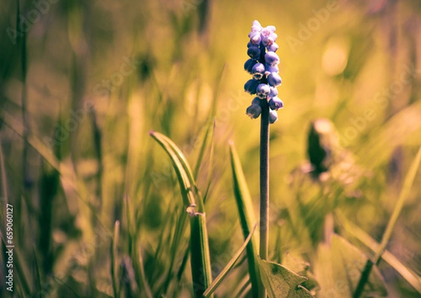 Fototapeta Traubenhyazinthe