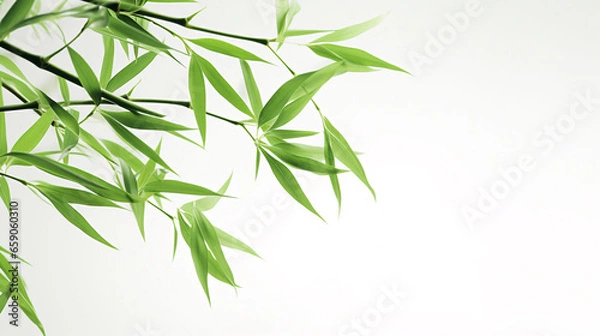 Obraz Green leaves of bamboo and branches, bamboo leaf material on white background