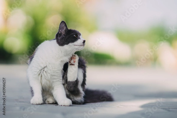 Fototapeta Itchy cat try to scratching its skin. Concept for pet skin's health problem from flea parasit. Picture with copy space.