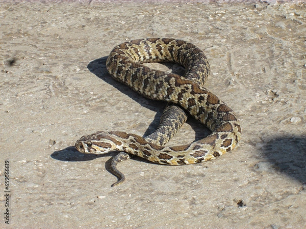 Obraz A clear, close-up picture of a large snake
