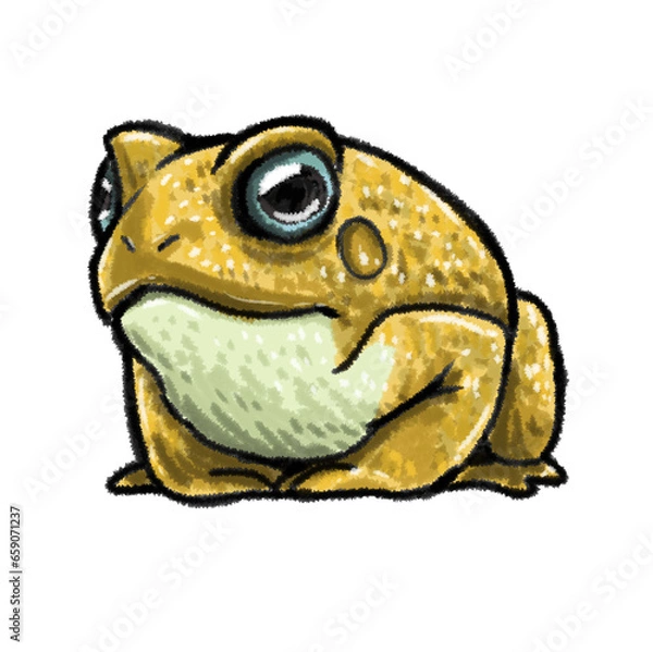 Fototapeta frog isolated on white background