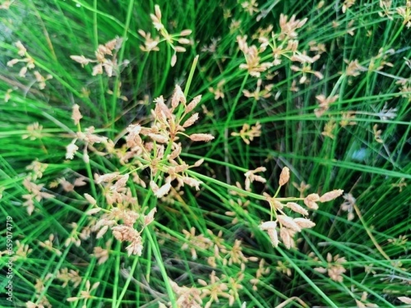 Fototapeta This small state is located in the southwestern tip of India