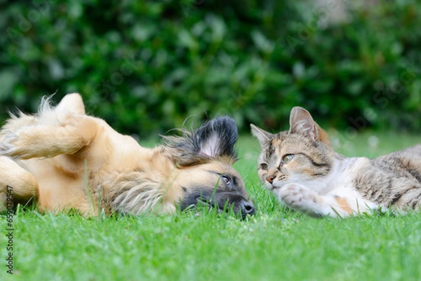 Fototapeta dog and cat lying on meadow in the garden