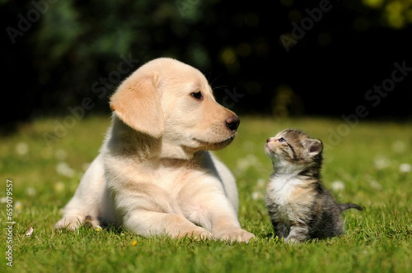 Fototapeta Dog and cat friendship. Kitten and puppy lying on meadow. 