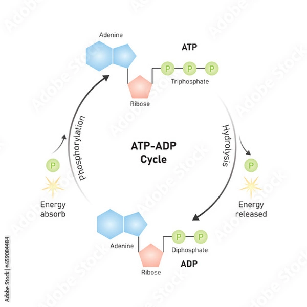 Obraz ATP-ADP Cycle Scientific Design. Vector Illustration.