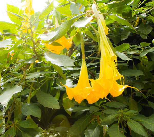 Obraz yellow flower on datura tree