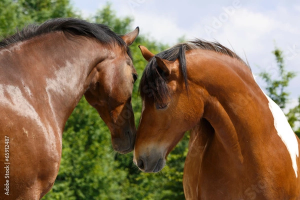 Obraz Witają się gorącokrwiste i srokate