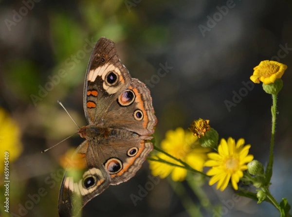Fototapeta Brown butterfly up close