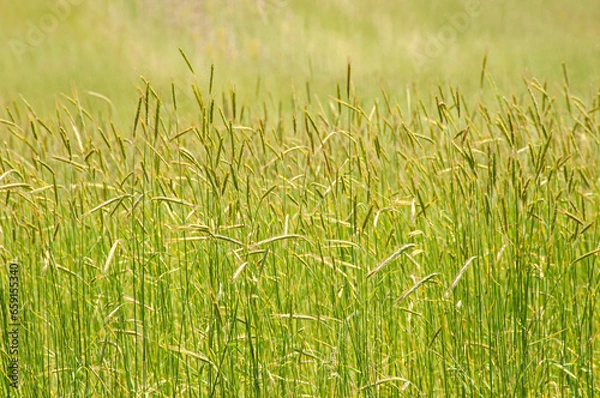 Obraz Grasses in filed 