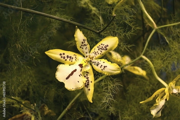 Obraz Цветок лилии желтой в крапинку крупным планом