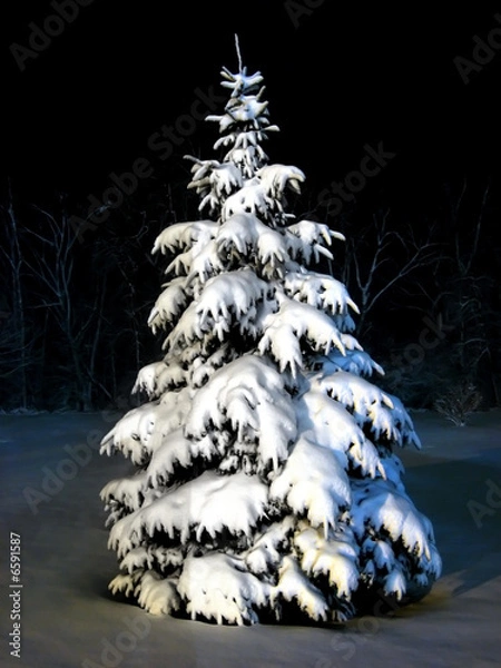 Obraz up close snow pine at night