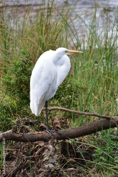 Obraz Great Egret