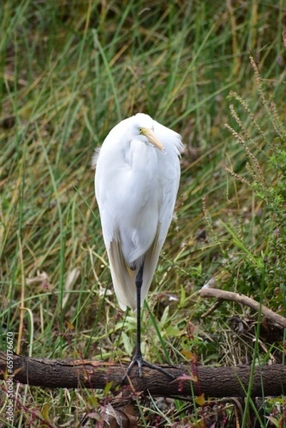 Obraz Great Egret