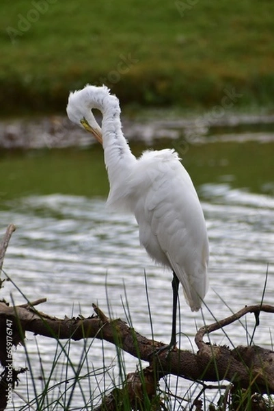 Obraz Great Egret