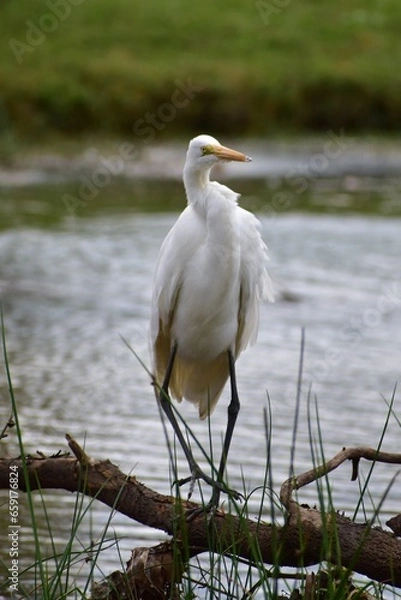 Obraz Great Egret
