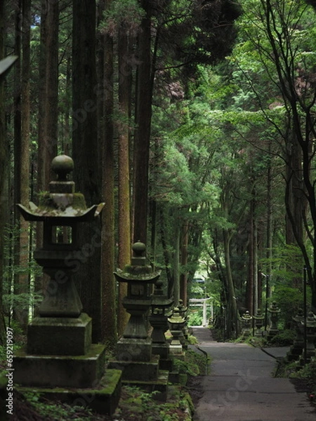 Fototapeta 高い木々に囲まれた神社の境内
