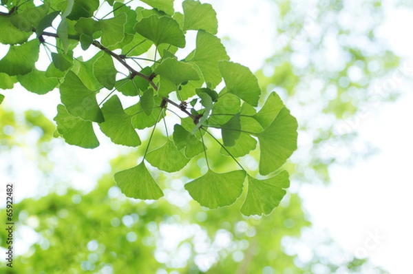 Fototapeta 新緑のイチョウの葉