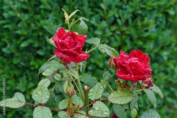 Obraz Kleinblütige rote Rosen mit Regentropfen