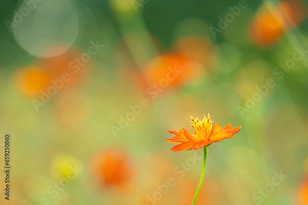 Obraz 浜離宮恩賜庭園のキバナコスモス