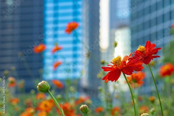 Obraz 浜離宮恩賜庭園のキバナコスモスとビル
