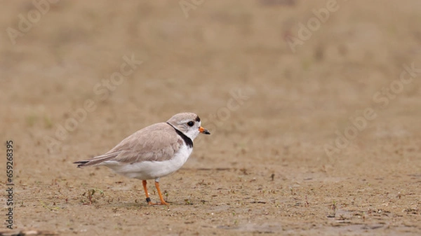 Obraz Piping Plover