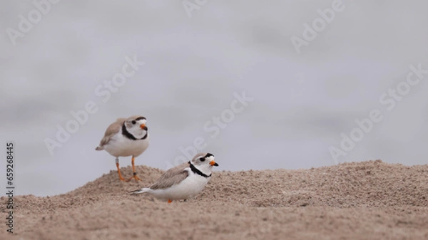 Obraz Piping Plover