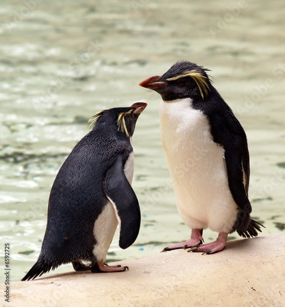 Obraz Penguins Chatting