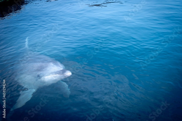 Obraz 泳ぐイルカ