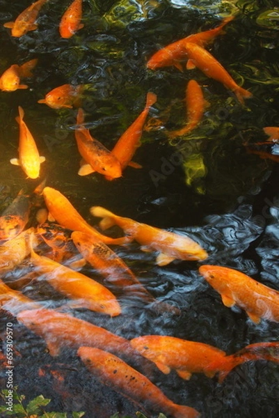 Obraz 緋鯉, Red carp