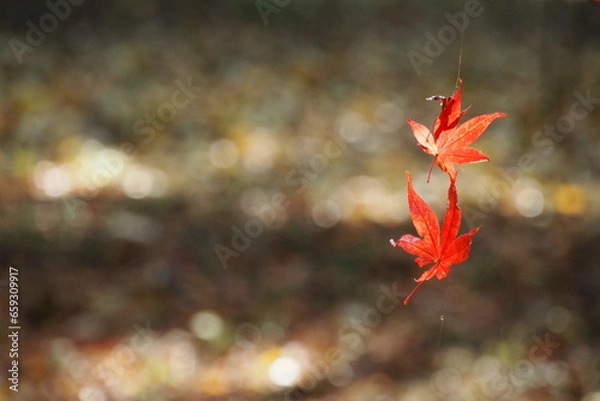 Obraz モミジの枯れ葉, Dead maple leaves