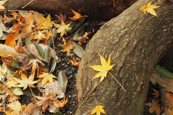 Obraz 落ち葉, Fallen leaves.