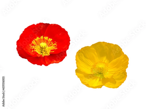 Obraz オレンジ色と黄色のポピーの花