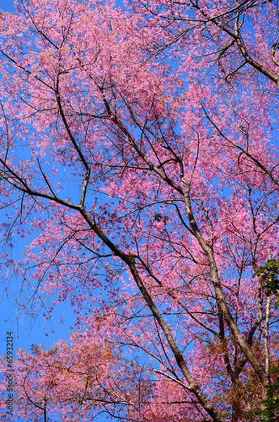 Fototapeta Spring Cherry Blossom Tree
