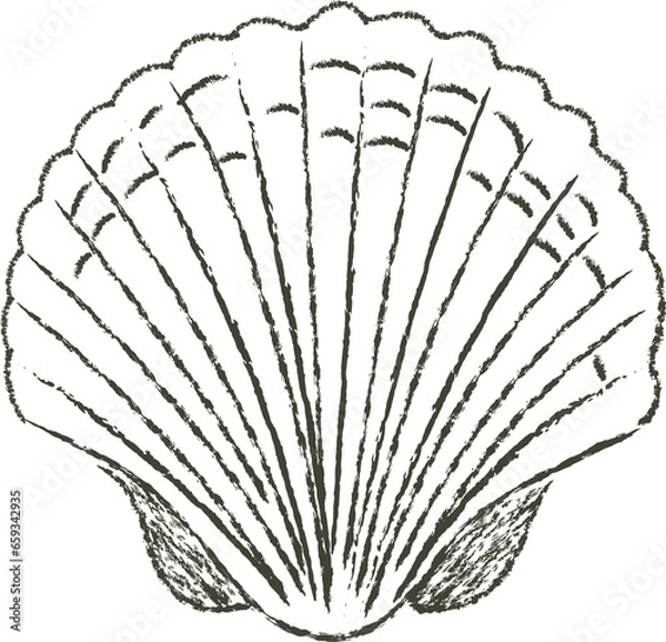 Obraz seashells vector line art